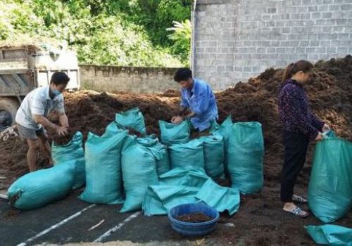 Chăn nuôi nhỏ lẻ khó tái đàn, cần sự tham gia chủ động của doanh nghiệp, trang trại