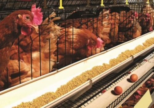 Quy trình nuôi gà siêu đẻ trứng