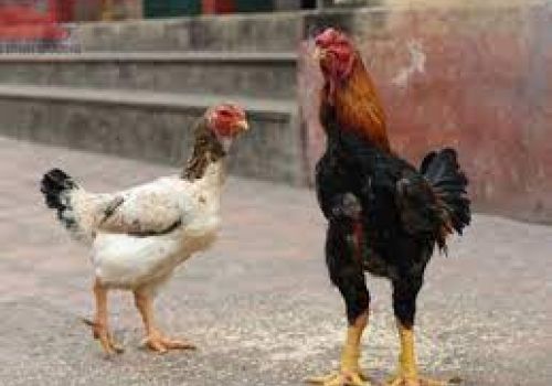 Phương pháp lấy tinh gà Hồ chất lượng cao cho thụ tinh nhân tạo