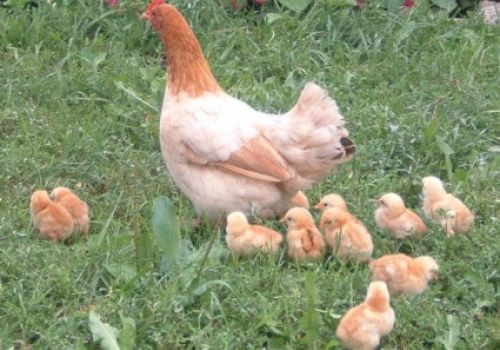 9 dấu hiệu nhận biết giống gà tốt