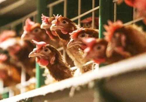 Việt Nam sẽ nhập 133 triệu liều vaccine phòng, chống cúm gia cầm