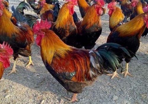 Xử lý khi gà lấy chân gãi vào mắt, mắt bị viêm