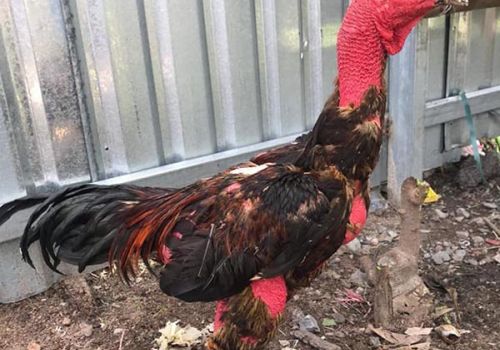 Xử lý khi gà có dấu hiệu giảm ăn, xù lông, ủ rũ, khó thở