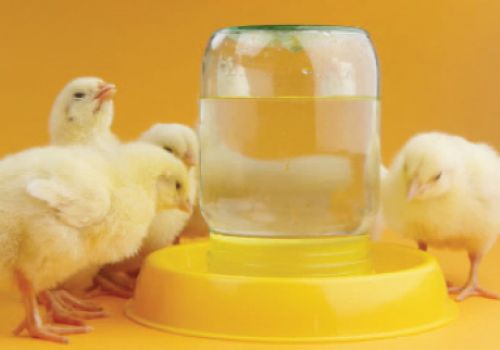 Cách cải thiện chất lượng nước uống gia cầm bằng sự axit hóa