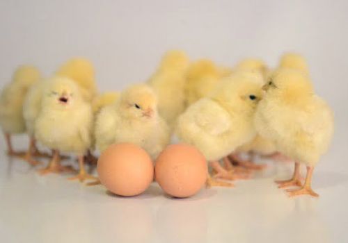 Tỉ lệ chết giai đoạn sớm ở gà con
