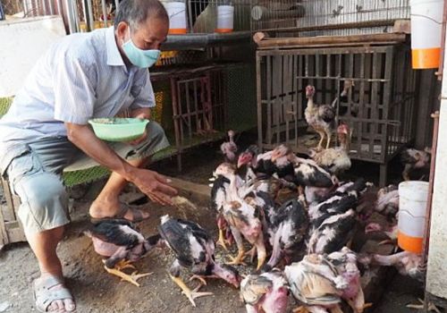 Gà Hồ thuần Việt, sản vật quý từng được ‘tiến Vua’