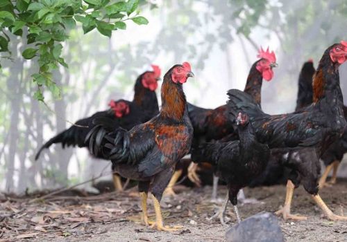 Sử dụng chế phẩm chứa hoạt chất tannin (Silvafeed) thay thế kháng sinh trong thức ăn chăn nuôi gia cầm