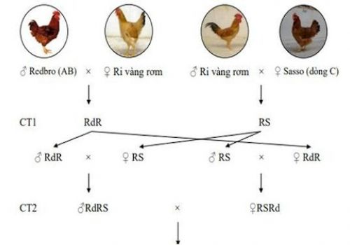 Nghiên cứu chọn tạo 3 dòng gà lông màu thả vườn có năng suất chất lượng cao