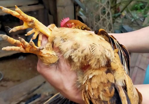 Độc đáo gà 6 ngón ở Vân Sơn