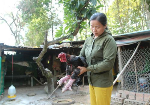 Gà ''tiến vua'' trên đất Đạ Tẻh