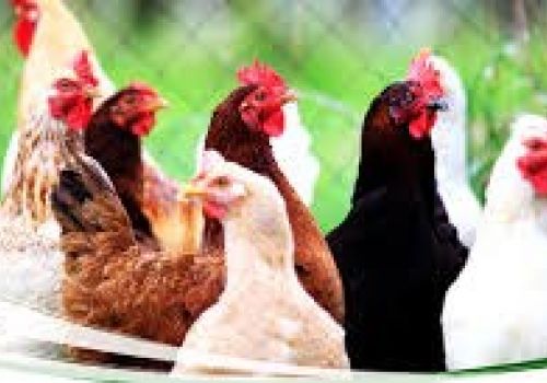 Brazil vẫn là nước sản xuất gia cầm hàng đầu thế giới