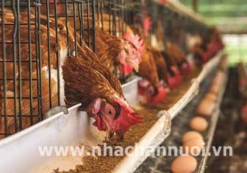 Một số nguyên nhân khiến gà giảm hoặc ngừng đẻ, biện pháp khắc phục