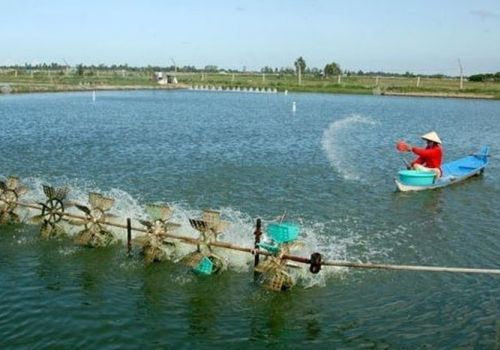 Xử lý ao nuôi bị mất màu nước