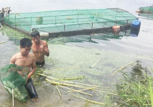‘Ghim hàng’ thủy sản nuôi: Tiềm ẩn nhiều rủi ro