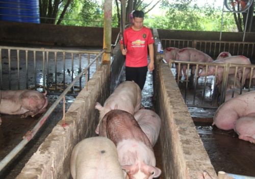 Giá heo hơi ngày 27/2 không biến động trên toàn quốc