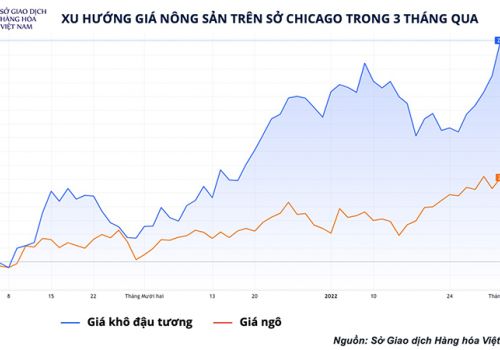 Giá heo hơi mới vừa cải thiện, giá nguyên liệu lại đua nhau lập đỉnh