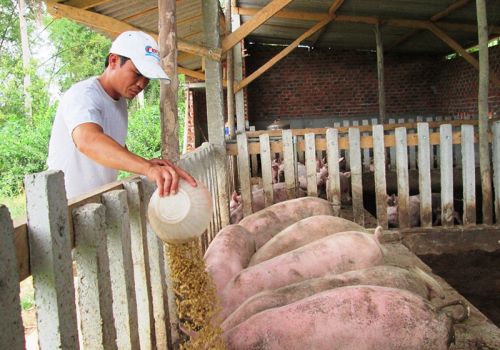 Giá thức ăn chăn nuôi tăng cao