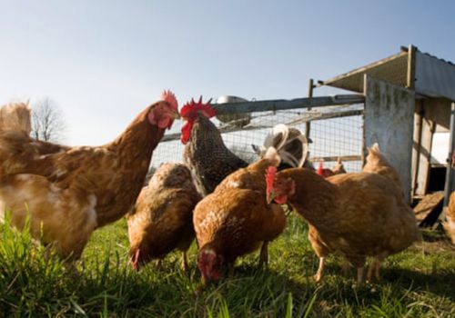 Bùng phát dịch cúm gia cầm lớn nhất từ trước đến nay tại Anh