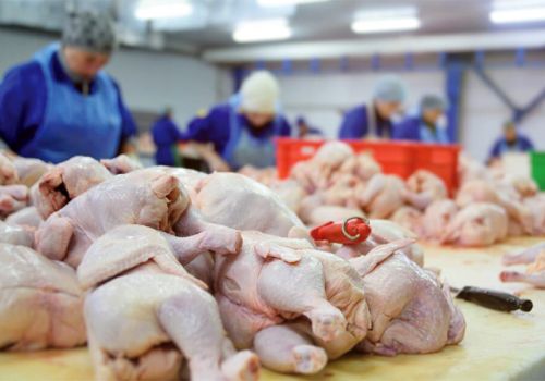 Ngành gia cầm châu Âu: Tìm cách vượt “siêu bão”