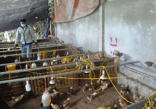 Pác Nặm (Bắc Kạn): Tổng đàn gia cầm tăng cao