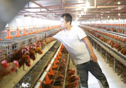 Giá thức ăn chăn nuôi bao giờ giảm?