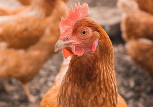 Khẩu phần ăn tối ưu cho gà đẻ