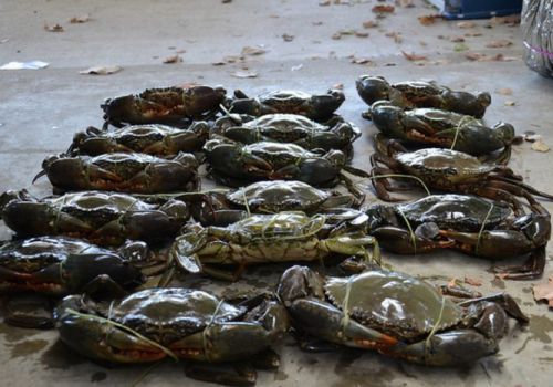 Giá tôm, cua miền Tây tăng trở lại