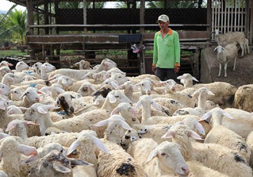 Điểm tin Ninh Thuận: Người chăn nuôi phấn khởi vì giá dê, cừu tăng cao