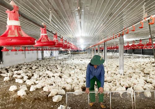 Đồng Nai: Sản phẩm chăn nuôi tăng giá