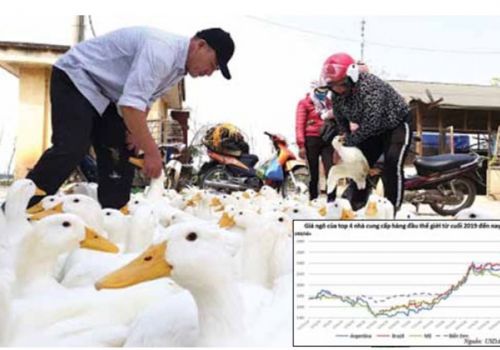 Buồn vui khi gia cầm tăng giá?