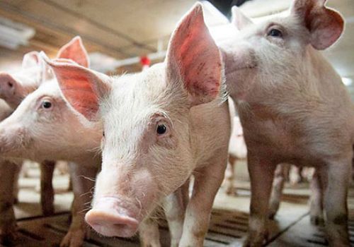 Giá heo hơi hôm nay 14/9: Giảm 1.000 - 4.000 đ/kg
