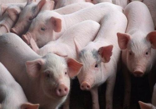 Giá heo hơi hôm nay 23/11: Ba miền đồng loạt đi ngang