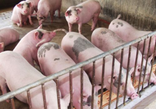 Hà Nội: Tập trung phòng, chống nắng nóng cho đàn vật nuôi