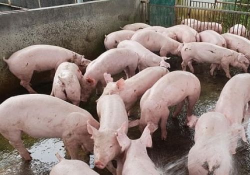 Giá lợn hơi tiếp tục giảm, nhiều nơi tuột mốc 50.000 đồng/kg