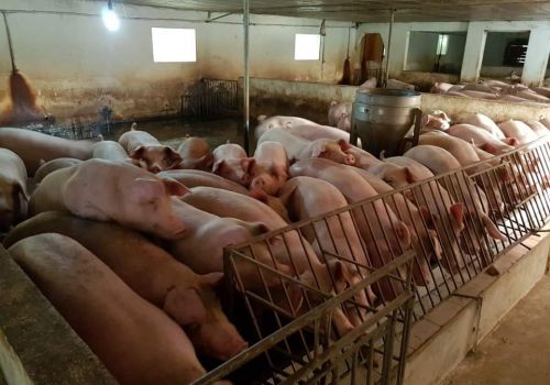 Giá heo hơi ngày 19/1/2022: Cả 3 miền tăng mạnh lên gần 60.000 đồng/kg