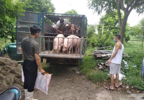 Giá heo hơi ngày 20/1/2022: Tiếp tục tăng mạnh, người nuôi phấn khởi