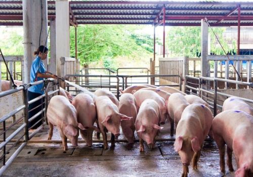 Giá heo hơi ngày 7/1/2022: Bất ngờ tăng rất mạnh