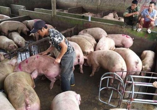 Giá heo hơi hôm nay: Tiếp tục giảm trước dịp Tết 2022