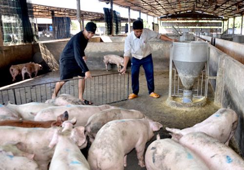 Bảng giá heo hơi hôm nay 15/1/2022: Ba miền tăng mạnh thêm 3.000 đồng/kg