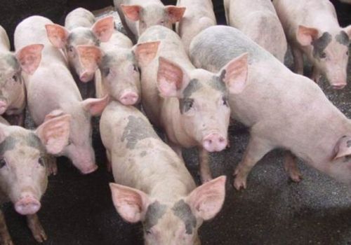 Giá heo hơi hôm nay 11/1: Tiếp tục tăng tại nhiều tỉnh thành