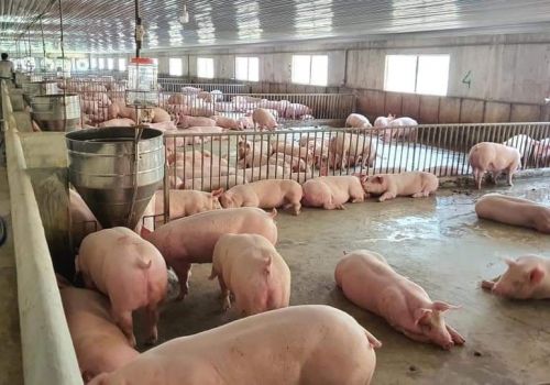 Giá heo hơi ngày 17/1/2022: Cục Chăn nuôi dự báo, giá heo sẽ tăng đến Tết Nguyên đán?