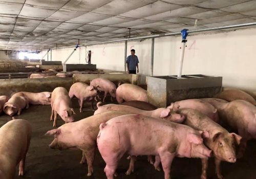 Giá heo hơi hôm nay 10/1: Tăng nhẹ ở vài nơi