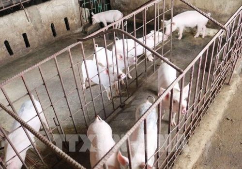 Giá lợn hơi hôm nay 29/12 tiếp tục xu hướng giảm