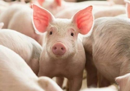 Sản lượng thịt hơi các loại của Hà Nội tăng 7%