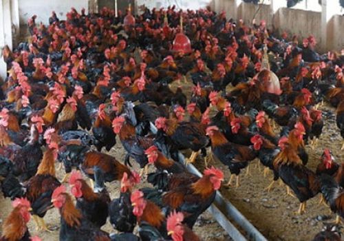 [Cập nhật giá cả thị trường] Giá sản phẩm thịt gia cầm có chiều hướng tăng lên