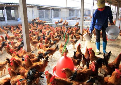 Giảm 50% phí kiểm dịch gia cầm