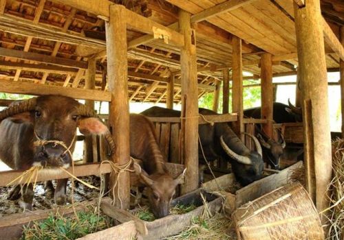 3.567 con gia súc chết do rét đậm, rét hại