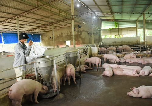 Người chăn nuôi lao đao vì 