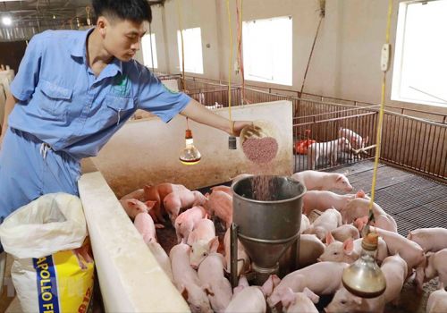 Giá thức ăn chăn nuôi tăng 13 lần: Quên 'mỏ vàng' trong nước
