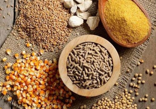 Thức ăn chăn nuôi tăng giá sau kỳ nghỉ Tết